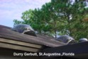 Durry Gurbutt flush mount skylights